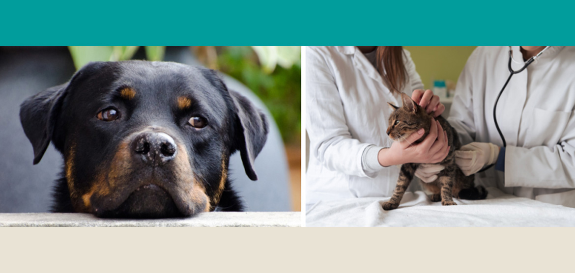 Animal Health & Veterinary Care Foundations