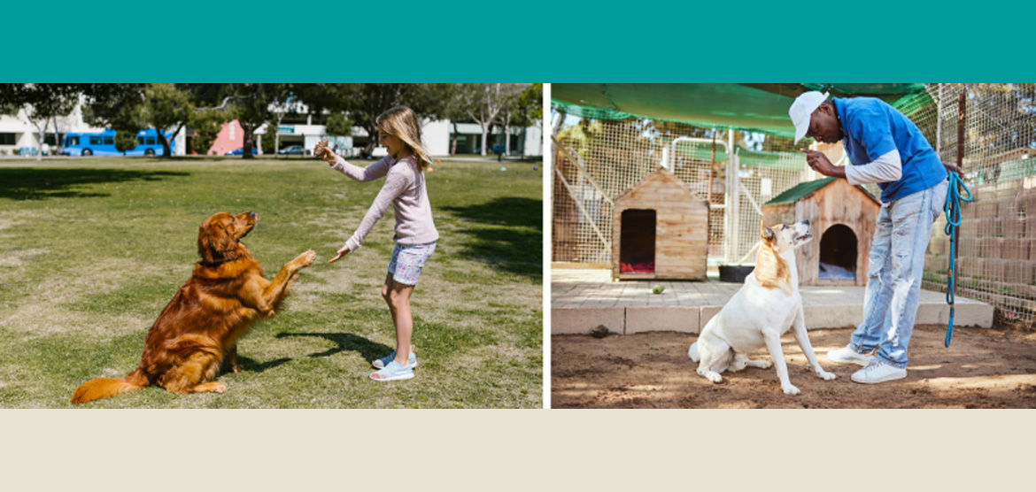 Dog Care and Training Essentials